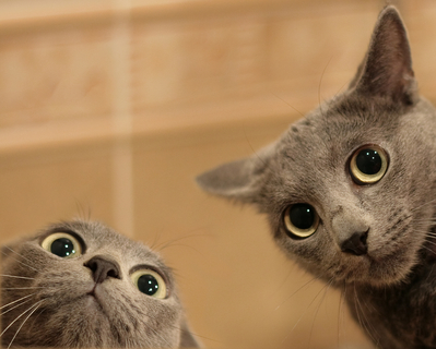 Two wide eyed cats